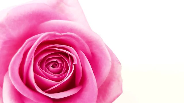 Pink rose rotating on white background. Loop footage.