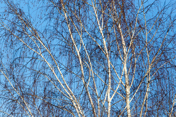 Naked birch branches against the blue sky