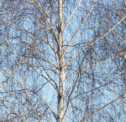 Naked birch branches against the blue sky