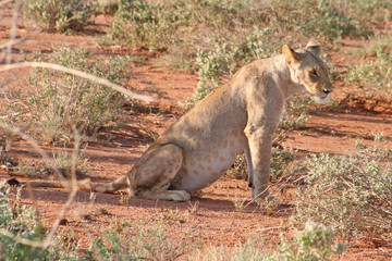 junger Löwe in der Savanne, Masai Mara, Kenia
