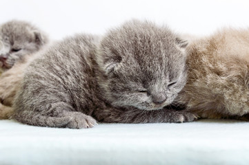 Little beautiful Scottish kittens on a light soft plaid.