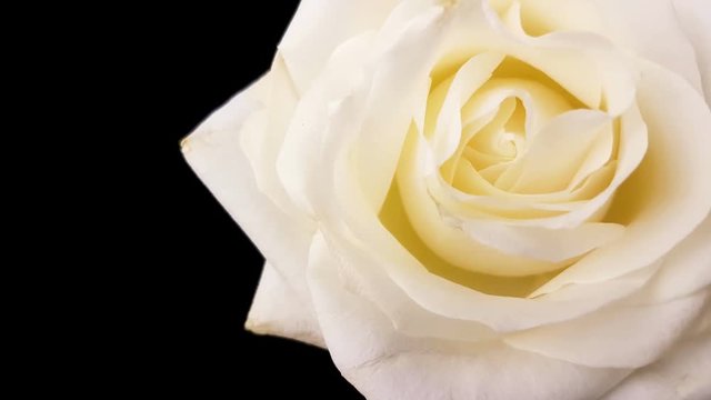 White rose rotating on black background. Loop footage.
