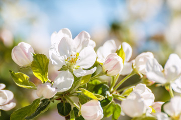 White flowers of apple-tree