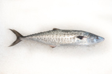 Atlantic bonito Palamida fish