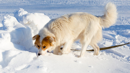 A dog walks in the snow in the winter