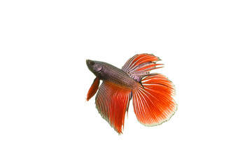 Siamese fighting fish