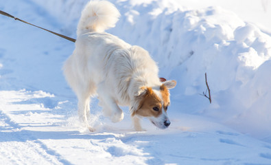 A dog walks in the snow in the winter