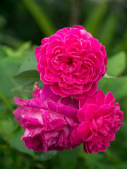 Pink rose petals for rose tea