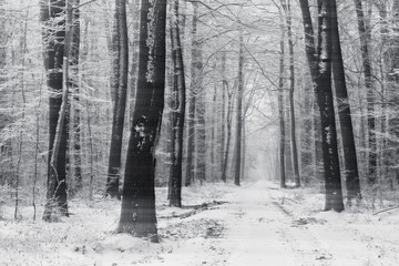 Wald im Winter mit Schnee und Schneetreiben, schwarz-weiß