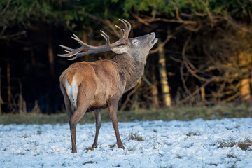 deer, animal, wildlife, mammal
