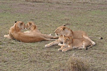 Löwenfamilie mit Jungtier in der Savanne, Masai Mara, Kenia