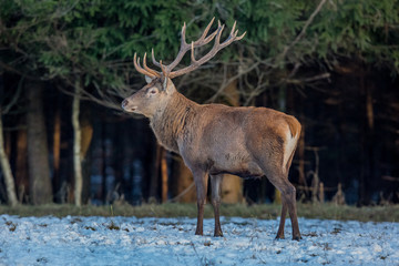 deer, animal, wildlife, mammal