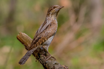wryneck, bird, nature, wildlife