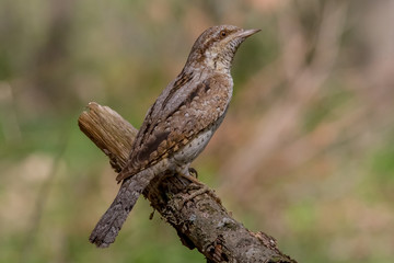 wryneck, bird, nature, wildlife