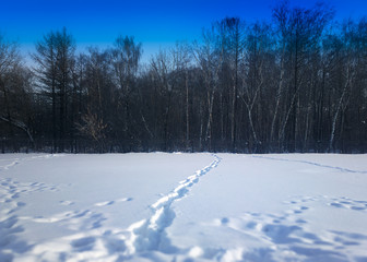 Footsteps on snow forest landscape background