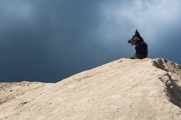 Czarny owczarek niemiecki, pies, siedzący na górze piasku na tle nieba