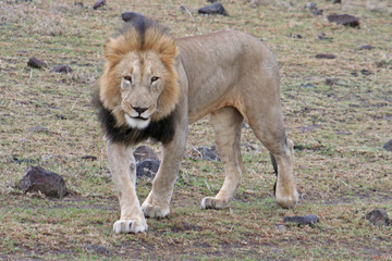 männlicher Löwe in der Savanne, Kenia, Masai Mara