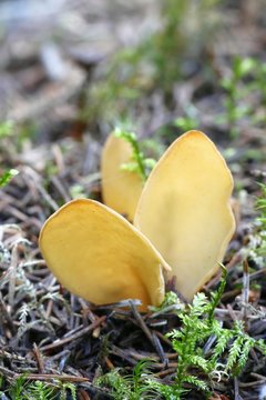 Split goblet or rabbit ear fungus, Otidea tuomikoskii