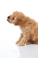 Profile of licking small poodle puppy