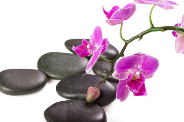 Fototapeta na wymiar zen stone and orchid. spa concept
