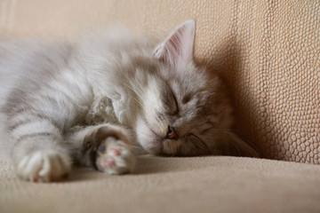 Fototapeta premium Close-up of sleeping kitty