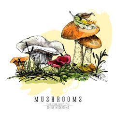 Forest mushrooms color vector sketch realistic illustration: orange-cap boletus, chanterelle, milky cap and russula with undergrowth elements.