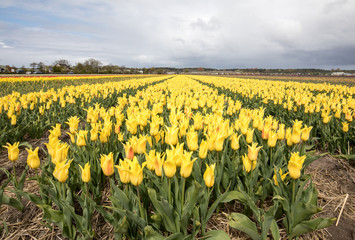 Fototapeta premium Tulip fields in the Bollenstreek, South Holland, Netherlands