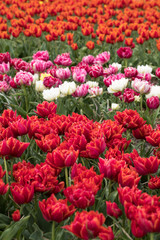 Tulip fields of the Bollenstreek, South Holland, Netherlands