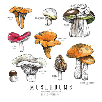 Forest types of mushrooms colorful collection, edible boletus in retro sketch vector style. All elements isolated, watercolor imitation.