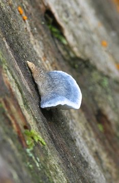 Conifer blueing bracket fungi, Postia caesia