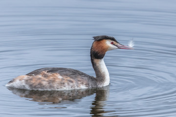 Haubentaucher mit brautgeschenk