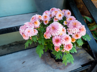 Asters flower in garden 01