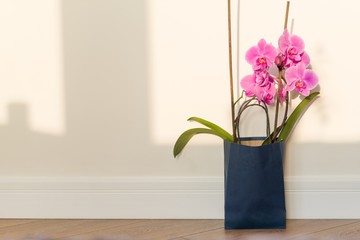 Flowers surprise in the gift bag. Pink orchid indoors on the floor, background light solar wall, copy space