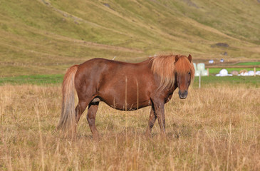 Naklejka na ściany i meble Pedigree Icelandic horse grazing in the field