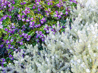 violet flower and white leaves plant