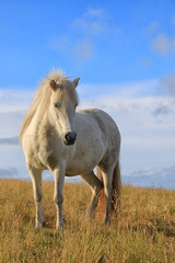 Obraz premium White color pedigree Icelandic horse