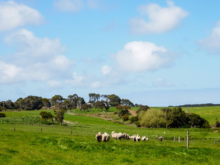 green grass with herds of sheep
