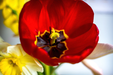 Frueh Jahr Blume Bluete Rot Tulpe im Garten