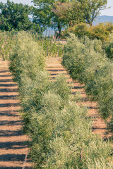 Rows of Olive trees in an olive Groves in Tuscany. No people