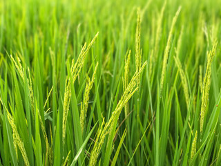 Fototapeta na wymiar rice field in the morning at Thailand