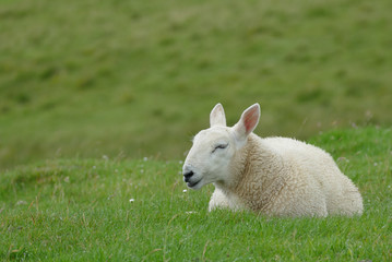 Obraz premium Sheep in the pasture