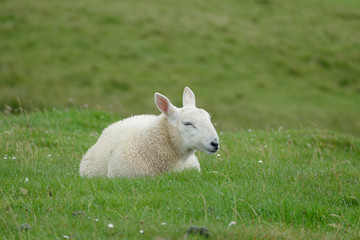 Naklejka na ściany i meble sheep on green meadow