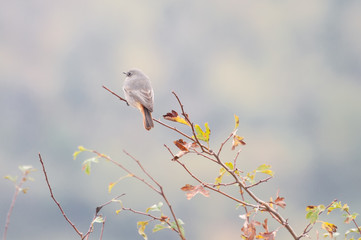 Common redstart (Phoenicurus Phoenicurus) resting on a twig