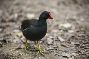 Moorhen