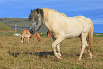 Pedigree Icelandic horse