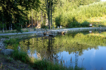 pond in the summer forest