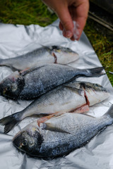 Fresh dorado fish