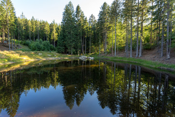 Fototapeta na wymiar pond in the summer forest
