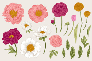 Set. Spring flowers. Peonies, tulip, ranunculus, rose. Vintage vector botanical illustration
