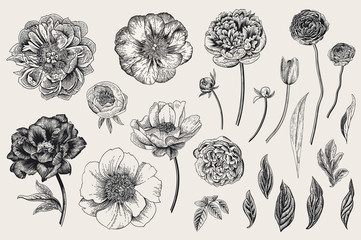 Set. Spring flowers. Peonies, tulip, ranunculus, rose. Vintage vector botanical illustration. Black and white